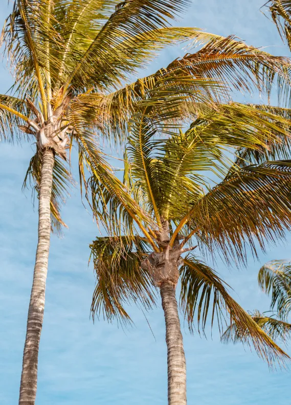 Palmeras